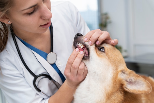 Veterinario cuidando perro mascota