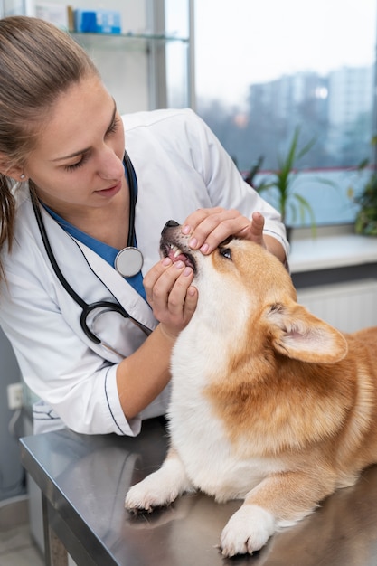 Veterinario cuidando perro mascota