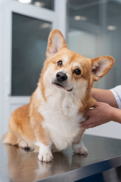 Veterinario cuidando perro mascota