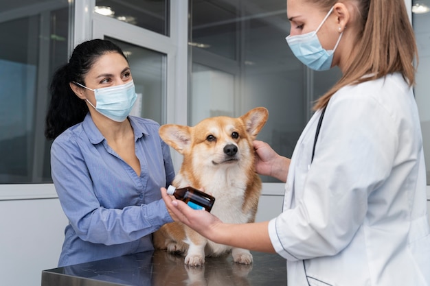 Veterinario cuidando perro mascota