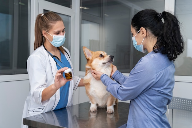 Foto gratuita veterinario cuidando perro mascota