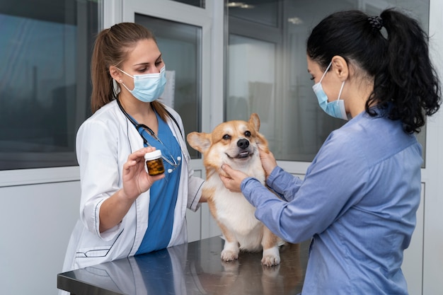 Veterinario cuidando perro mascota