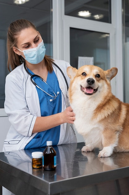 Veterinario cuidando perro mascota