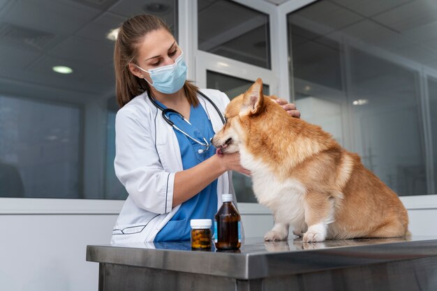 Veterinario cuidando perro mascota