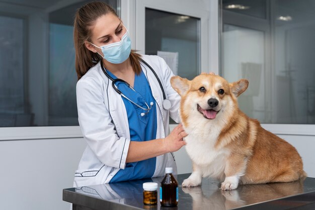 Veterinario cuidando perro mascota