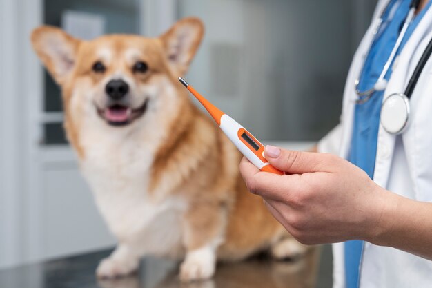 Veterinario cuidando perro mascota