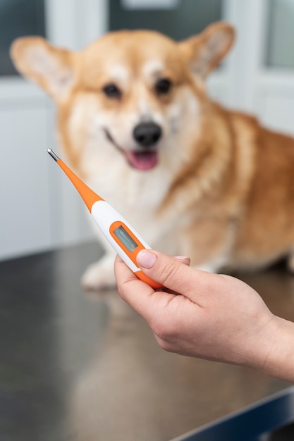 Veterinario cuidando perro mascota