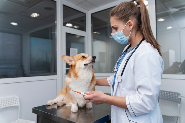 Veterinario cuidando perro mascota