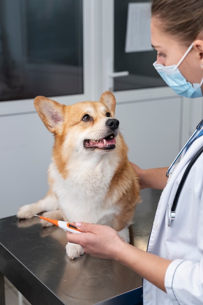 Foto gratuita veterinario cuidando perro mascota