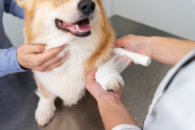 Veterinario cuidando perro mascota