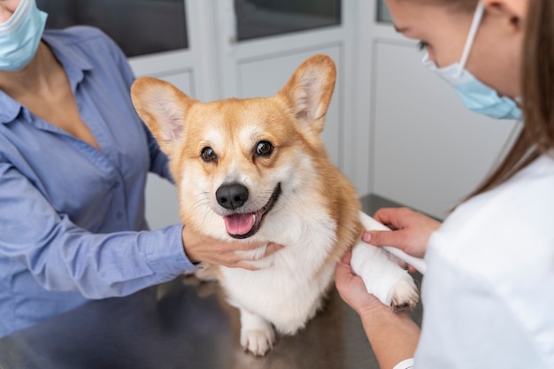 Veterinario cuidando perro mascota