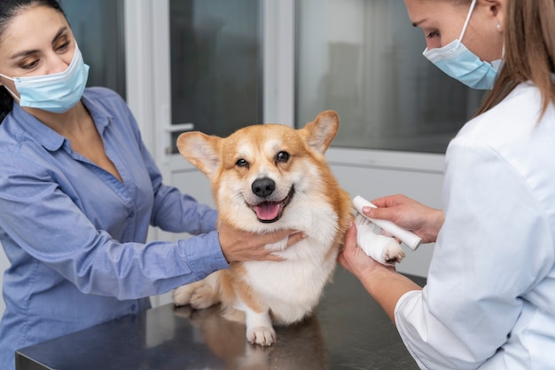 Veterinario cuidando perro mascota