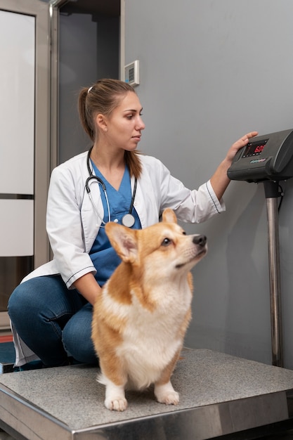 Foto gratuita veterinario cuidando perro mascota