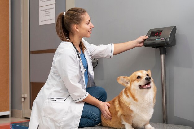 Veterinario cuidando perro mascota