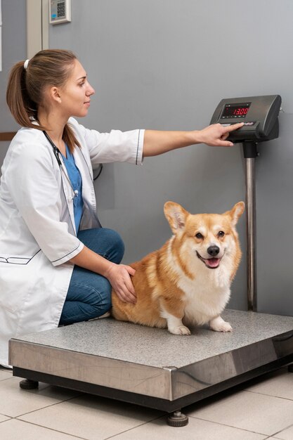 Veterinario cuidando perro mascota