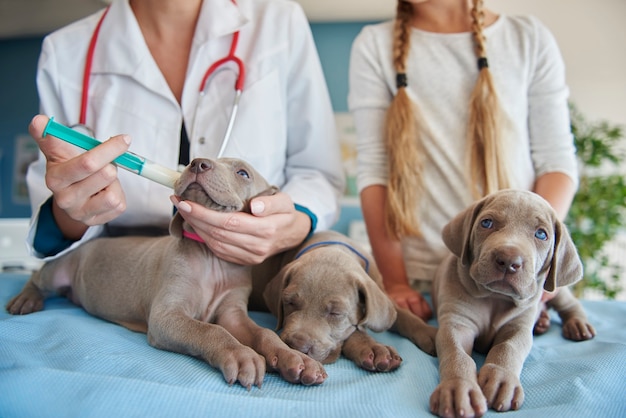 Veterinario dando leche a los cachorros