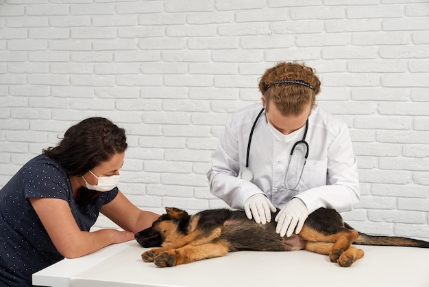 Veterinario con enfermera examinando pastor alemán