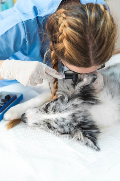 Veterinario examinando oreja de perro con otoscopio en clínica veterinaria