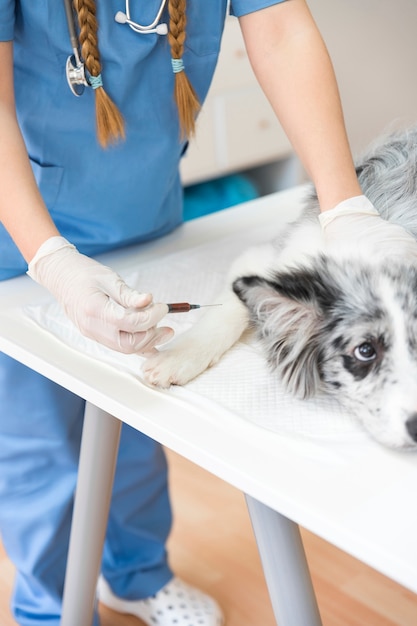 Veterinario femenino del primer que inyecta el perro con la inyección en la tabla
