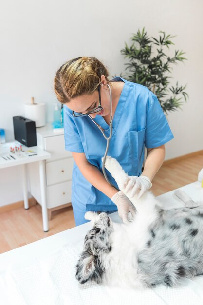 Veterinario femenino que controla el perro con el estetoscopio en clínica