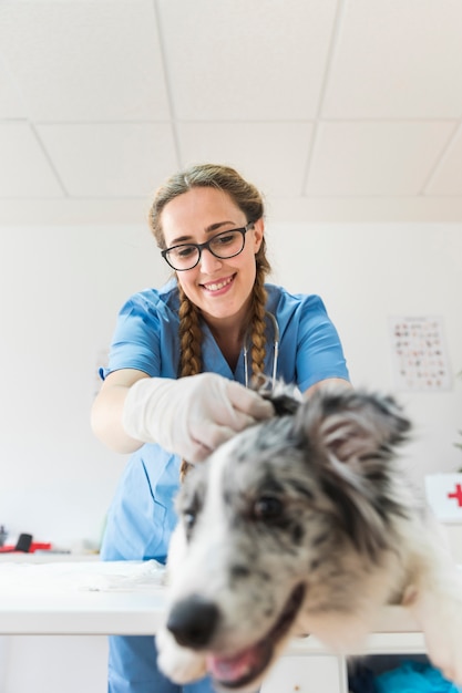 Veterinario femenino sonriente que examina la oreja de perro en la clínica