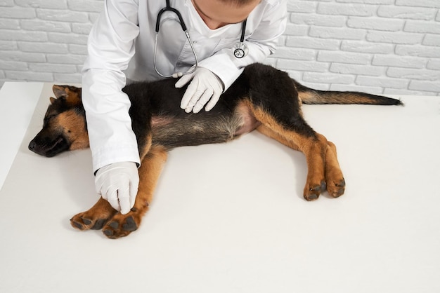 Veterinario en guantes de látex examinando pata de perro