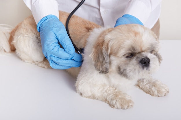 Veterinario en guantes protectores de látex azul examinando perro con estetoscopio