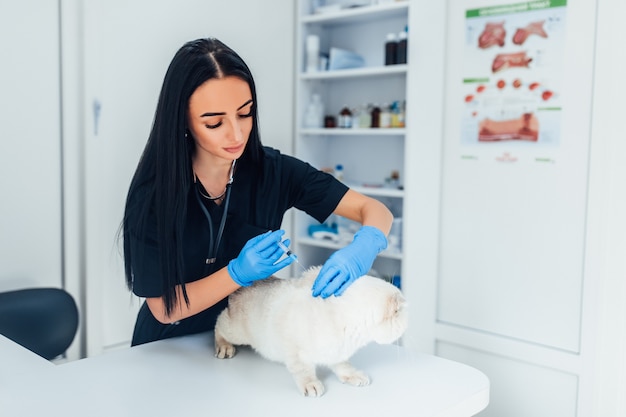 Un veterinario inyecta un gato gris sobre la mesa una doctora