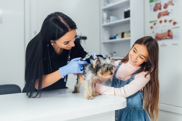 Veterinario profesional comprobar una raza de perro Yorkshire terrier con un otoscopio en el hospital de mascotas