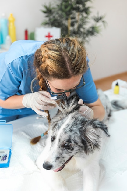 Veterinario realizando una inspección de oreja de perro con otoscopio.