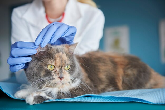 Veterinario revisando el estado del oído de gato