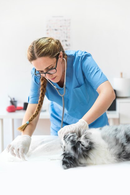 Veterinario de sexo femenino con el estetoscopio que coloca el paño blanco debajo del perro que miente en la tabla