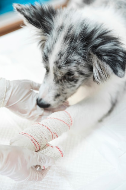 Veterinario de sexo femenino que aplica el blanco vendado en la pata y la extremidad del perro