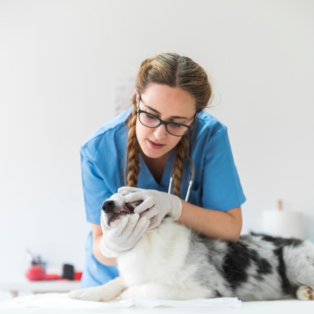 Veterinario de sexo femenino que examina la boca del perro en la tabla en clínica