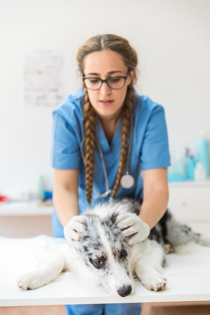 Veterinario de sexo femenino que examina el perro en clínica