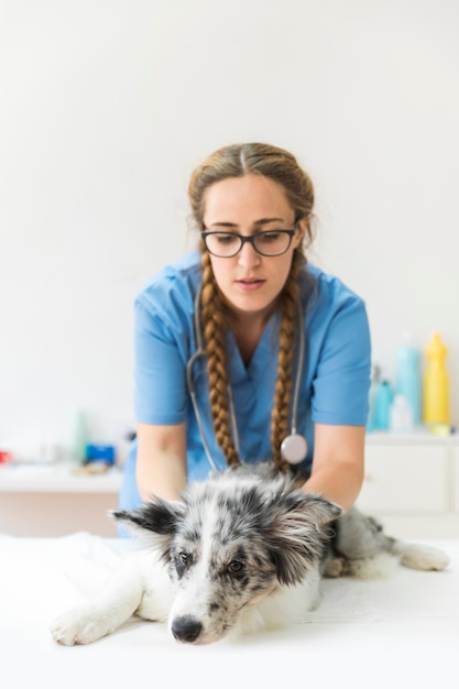 Veterinario de sexo femenino que examina el perro en la tabla en clínica