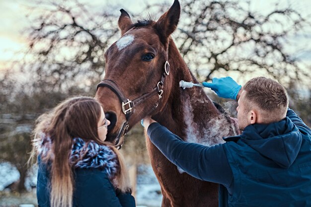 Veterinario con su asistente tratando un caballo marrón de pura raza, procedimiento de extracción de papilomas mediante criodestrucción, en un rancho al aire libre