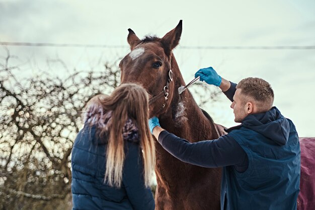 Veterinario con su asistente tratando un caballo marrón de pura raza, procedimiento de extracción de papilomas mediante criodestrucción, en un rancho al aire libre