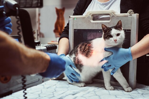 Los veterinarios hacen un gato enfermo de rayos X en una mesa en una clínica veterinaria.