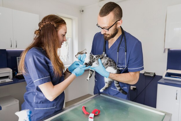 Veterinarios de tiro medio que ayudan a un gato