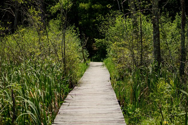 Vía de madera elevada que atraviesa plantas altas en el bosque