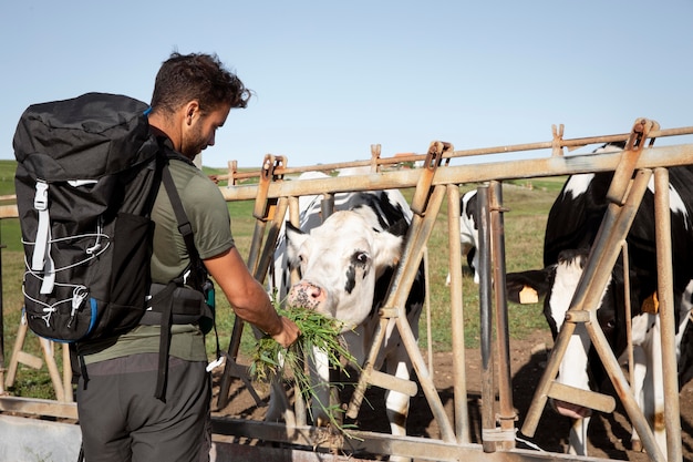 Foto gratuita viajero macho alimentando algunas vacas