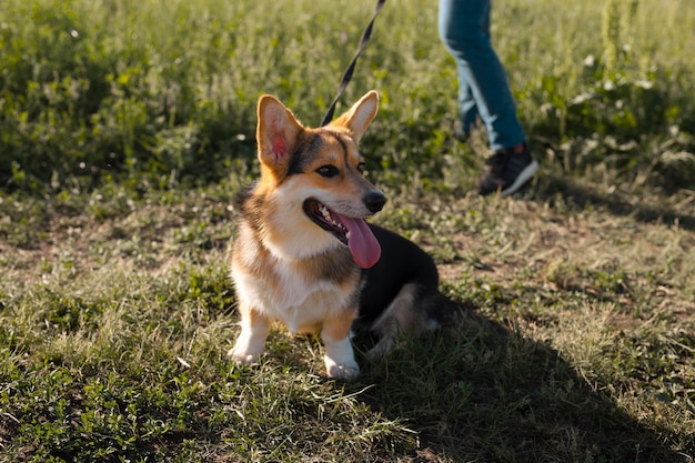 Viajero y perro al aire libre de cerca