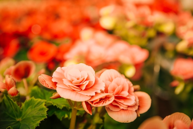 Vibrantes hermosas flores exóticas en el jardín botánico.