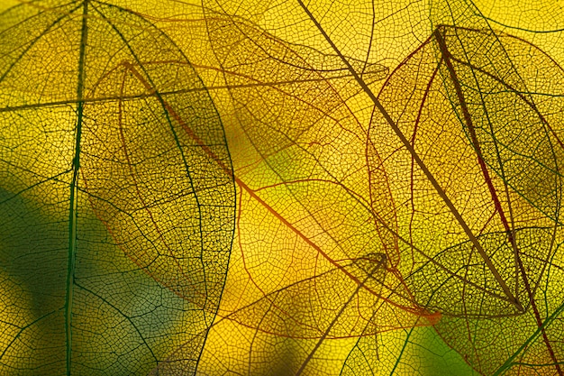 Vibrantes hojas verdes de otoño