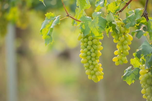 Vid y racimo de uvas blancas en el jardín de la viña.