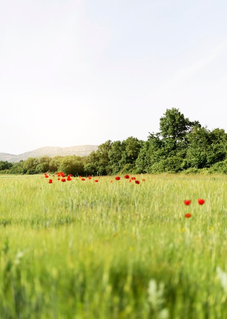 Vida de la granja con campo de amapolas