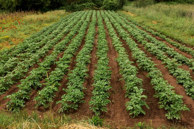 Vida de la granja con plantas de alto ángulo