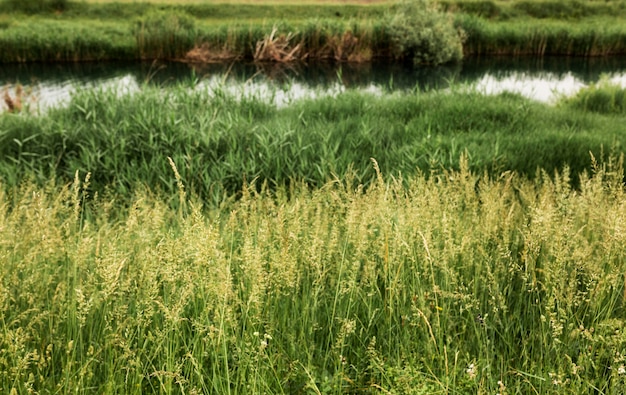 Vida de la granja con río