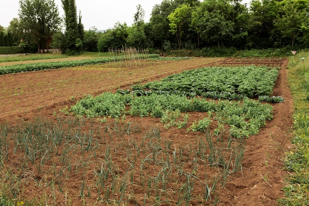 Vida de la granja con verduras alto ángulo